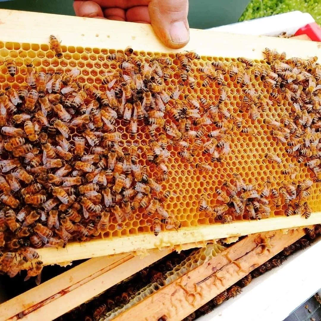 Un telaio con il favo e le api