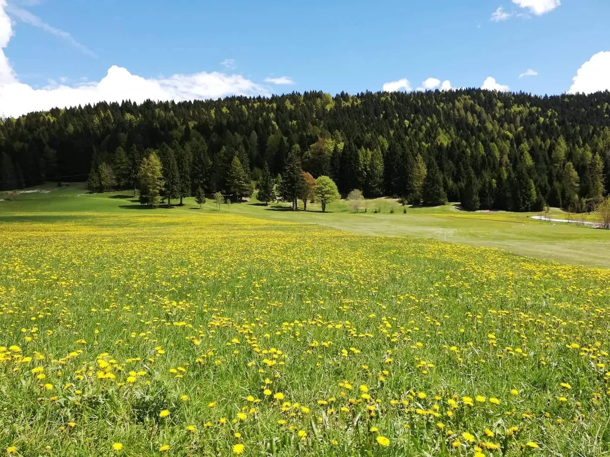 Prato di tarassaco in fiore davanti al bosco