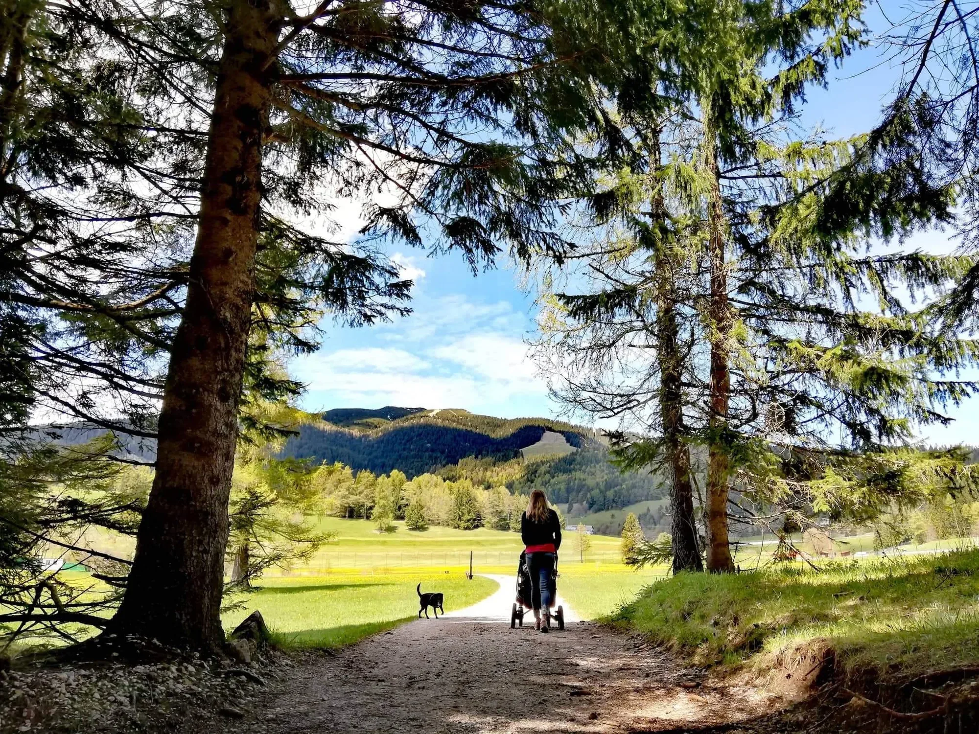 Una passeggiata nel bosco con il passeggino e il cane