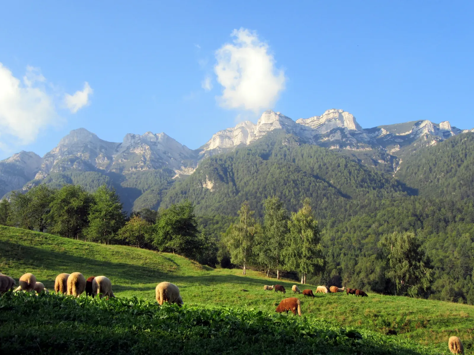 Pascolo verde con pecore al bordo dell'altopiano, con le pareti rocciose del Monte Vigolana sullo sfondo